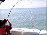 Christopher Ditch, age 3 hauls in 2 croaker just outside the Ocean City Inlet on Saturday July 23rd.