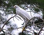 An egret seen 8/27/2005 while kayaking on the Bishopville Prong of the St. Martins River.  (Picture for use in a trip report on the message board.)