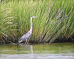 A great blue heron seen while kayaking on the Shingle Landing Prong of the St. Martins River. (For a report on a 8/28/05 kayak trip.)