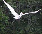 An egret seen while kayking on the Shingle Landing Prong of the St. Martins River. (For a Message Board report on a 8/28/05 kayak trip.)