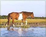 A wild horse seen while kayaking at Assateague Island on 9/10/2005.  (Photo for use in a kayaking trip report and Message Board messages 234943 and 234572.)