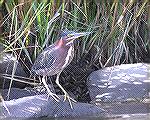 A green heron seen while kayaking on Herring Creek near Route 50 on Sept. 11, 2005.  (Photo for use in a kayak trip report.  See messages 234572 and 235050.)