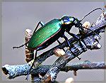 I found this June Bug floating in a swiming pool and rescued it, took it home, took its picture and released it.