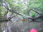 9/20/2005:  Trees across Watts Creek east of Martinak State Park near the end of navigable waters. (For a kayaking trip report on message board - Msg# 236481.)
