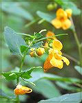 9/20/2005:  Small yellow flowers seen while kayaking in Watts Creek east of Martinak State Park. (For a kayaking trip report on message board - Msg# 236481.)