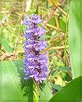 9/20/2005:  Flowers seen while kayaking in Watts Creek east of Martinak State Park. (For a kayaking trip report on message board - Msg# 236481.)