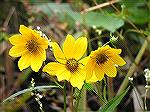 9/20/2005:  Flowers seen while kayaking in Watts Creek east of Martinak State Park. (For a kayaking trip report on message board - Msg# 236481.)