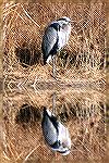 This heron picture was taken at Black Water Wildlife Refuge near Cambridge, MD.  The original image was just the heron and the saw grass.  I added the heron reflection by using photo editing software