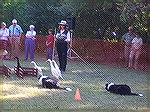 One of the events at the Celtic festival in Furnace Town. Border Collies also herded sheep at the show.