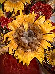 This is a digital photo of a sunflower at the Maryland Garden Club event at the Ocean Pines Library today, October 14, 2005.  Take with a Finepix.