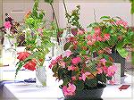 Cut & potted flowers at the Worcester County Garden Club show at the Ocean Pines Library on 10/10/2005.  Photo with an Olympus C-750 camera set for ISO 200, F/8, 1/6 sec exposure.  Photo digitally adj