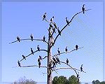 10/18/2005:  Cormorants seen while kayaking in the Indian River near Cupola Park, Millsboro, DE.
(For use in kayak trip report Msg. #244053)