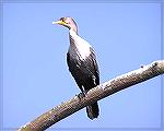 10/18/2005:  A cormorant seen while kayaking near Cupola Park in Millsboro, DE.  Cormorants aren't pretty, but they were the only birds willing to sit still while I got close enough for a photo.
(For