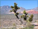 Entr in the Camera Club contest for the month. 
Photo taken by Ted Page.
Red Rock Canyon, Nevada. Taken with a Fuji Finepix 6900 at 1/500 sec on 3/18/03