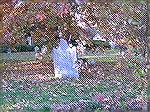 Shot at Christ Church cemetery, Alexandria, VA 11/19/05 using Olympus C-765 (4.0 megapixels).  Entry in  OPCC Nov. contest.