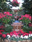 Taken 12/21/05 inside conservatory at U.S. Botanic Garden in Washington, D.C.  Look closely in center of pic to see model of Lincoln Memorial, Washington Monument (made with plant material) and model 