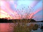 Sunset on Manklin Creek - 5:11 PM. -- 1/17/06.  
Minolta DiMage Z1.. F2.8, ISO 200.

Submitted for Camera Club January contest by Judy Duckworth.
