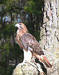 Photo taken at &quot;Birds of Prey Photoshoot&quot;  Pocomoke State Park, Shad Landing,Saturday, 1/28/06. Photo by Judy Duckworth.

Konica Minolta DiMage Z1, ISO 50, F4.5.

