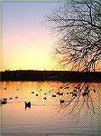 January sunset.  Ducks on South Gate Pond.  Taken with Fuji Finepix.