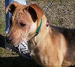 Sage is a wonderful 4 1/2 month old Shepherd/Lab mix puppy. She was found abandoned in Bishopville and is very friendly and looking for a good home. She has all vaccinations and if you are interested 