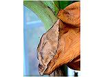 This is a dead leaf on my banana tree.  The veins are very interesting.  Taken 2-15-06 in my sunroom.
Macro on my Fuji Finepix.