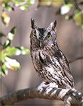 Taken at Pocomoke State Park.  The Department of Natural Resources tries to rehabilate injured birds and then release them if possible.