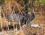 Taken at Pocomoke State Park.  The Department of Natural Resources tries to rehabilate injured birds and then release them if possible.