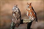 Taken at Pocomoke State Park.  The Department of Natural Resources tries to rehabilate injured birds and then release them if possible.