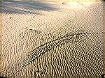 Taken by Jim Duckworth at Assateague on New Year's Day, 2005, with a Minolta A2 digital camera.