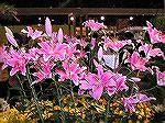 Another photo from the Philadelphia Flower Show.

I love the color!

Judy Duckworth
