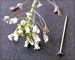 Tiny pinhead sized flowers bloom beside the roads in Ocean Pines.  Photo taken 3/22/2006 with an Olympus C750 digital camera with super macro settings.