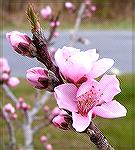 Photo taken by Judy Duckworth end of March, 2006.  Dwarf Nectarine blossoms from tree in our front yard.  Used digital camera - Minolta DiMage Z1, and macro feature.

