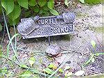 This was under our house.  We don't know how it got there, or how long it's been there.  When my husband crawled under the house to fix the air conditioner duct, it scurried away, right into a cinder 