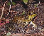 This is a big green frog that my dog found.  If I can upload AVI on here somewhere, let me know, and you can hear the strangest sound I ever heard coming from a frog.