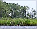 7/10/2006  An Egret seen while kayaking on Marshall Creek.
(See Kayak Club trip report, Msg# 348801)