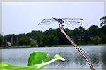 After a great deal of patience and sitting motionless with the camera Daniel Barnes,10, snapped this picture of a dragonfly at the South pond.