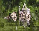 Weathered wood sticks out of the water in Trussum Pond.  (For Msg. # 360140 on kayaking on Trussum Pond)