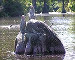 Some oddly-shaped cypress knees can fool someone looking for wildlife.  (For Msg. # 360140 on kayaking on Trussum Pond)