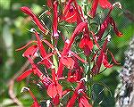 Some flowers seen while kayaking on Trussum Pond, 8/13/2006.  (For Msg. # 360140 on kayaking on Trussum Pond)