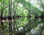 Scene on the Pocomoke River south of Porter's Crossing Rd.  9/11/2006
(For Kayak Trip Report, Msg.#368050)