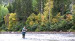 Joe Zimmer casts for Atlantic salmon on the Cascapedia River in Quebec. September 2006.