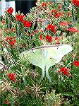 Discovered in a friend's flower pot, a luna moth.  It was perched there several days before it flew away (no doubt, in the evening.