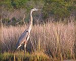 Heron seen while kayaking near the old ferry landing on Assateague, 10/4/2006.  This heron seems to have more brown than seen on great blue herons earlier in the year.
(For kayak-canoe message #37348