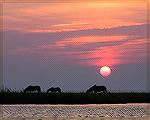 Sunset seen while kayaking near old ferry landing on Assateague, 10/4/2006.
(For kayak-canoe message #373486 on message board.)