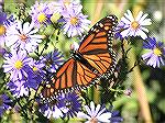 My "Butterfly Garden" finally worked! --
Last Sunday, I spotted 10 Monarch Butterflies on my Aster Plant (Stokesia laevis).

Photo taken with my Konica Minolta DiMage Z1 digital camera, in macro mo