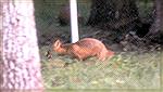 A frequent visitor to the 14th green at the Ocean Pines golf course