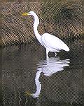 One of several great egrets seen 11/2/2006 in Chincoteague National Wildlife Refuge. (See Msg# 385479)

