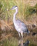 One of several great blue herons seen 11/2/2006 in Chincoteague National Wildlife Refuge. (See Msg# 385479)
