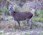 A sika elk seen 11/2/2006 in Chincoteague National Wildlife Refuge. (See Msg# 385479)