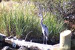 Blue Heron photographed by Andrea Barnes near Pintail Park.